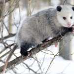 Opossum 1080p