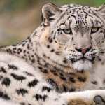 Snow Leopard free download