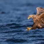 White-tailed Eagle new wallpaper
