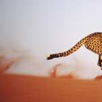 Cheetah pic