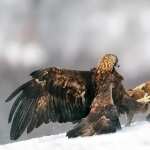 Golden Eagle high quality wallpapers