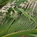 Green Anole wallpapers for iphone