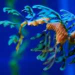 Leafy Seadragon new wallpaper