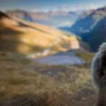 Marmot download wallpaper