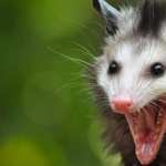 Opossum pic