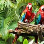 Red-and-green Macaw full hd