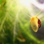 Snail images