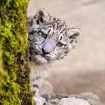 Snow Leopard PC wallpapers