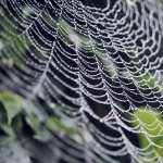 Spider Web desktop