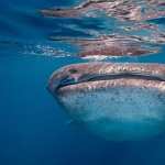 Whale Shark images