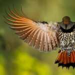 Woodpecker high definition photo