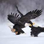 Bald Eagle new wallpapers