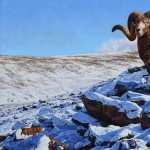 Bighorn Sheep new wallpaper