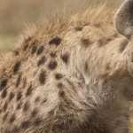 Hyena free wallpapers