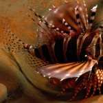 Lionfish new wallpapers