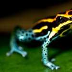 Poison Dart Frog new wallpapers