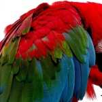 Red-and-green Macaw pics