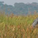 Shoebill free wallpapers