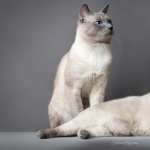 Siamese Cat hd photos