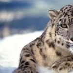 Snow Leopard hd pics