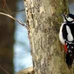 Woodpecker high definition wallpapers
