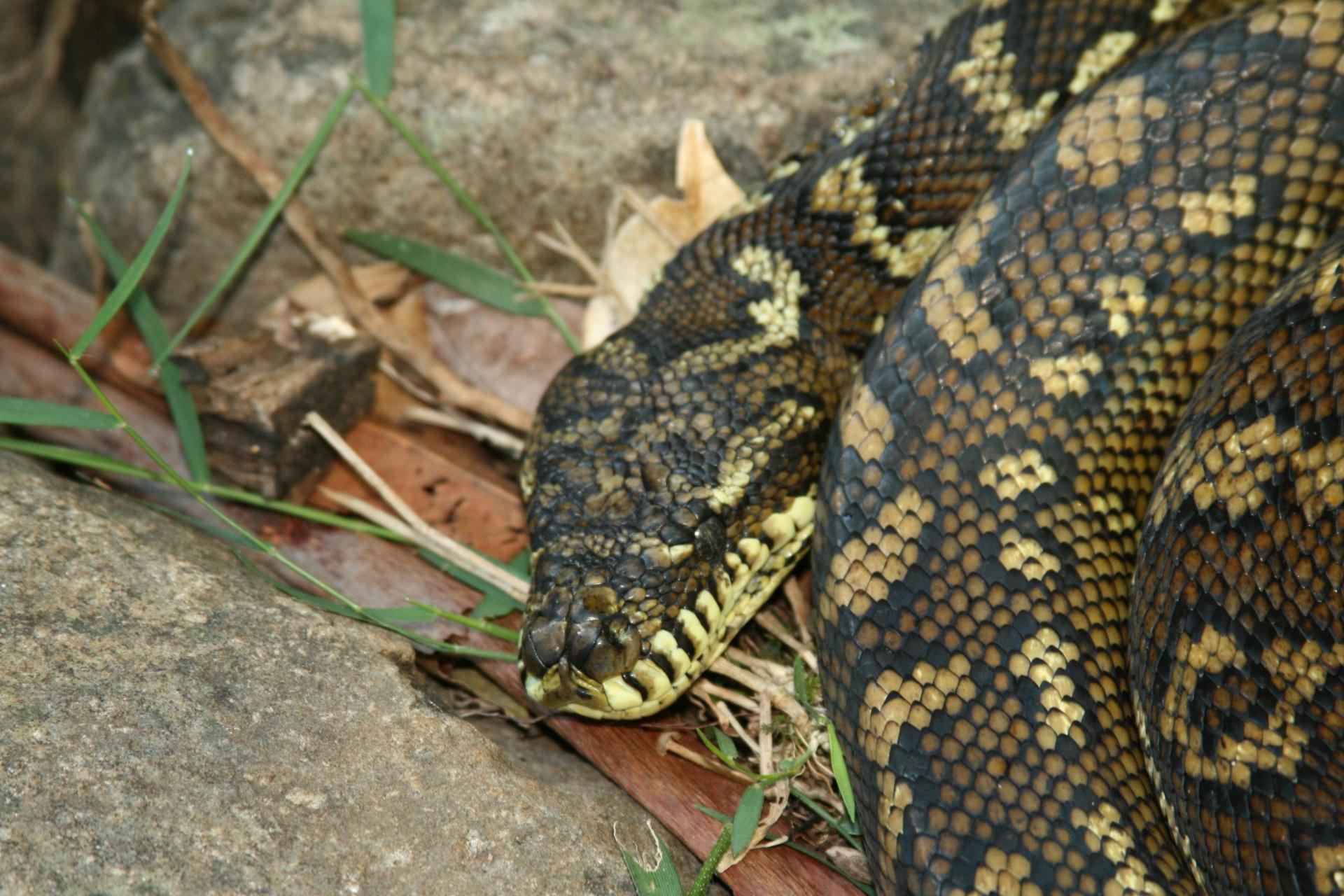 python download image