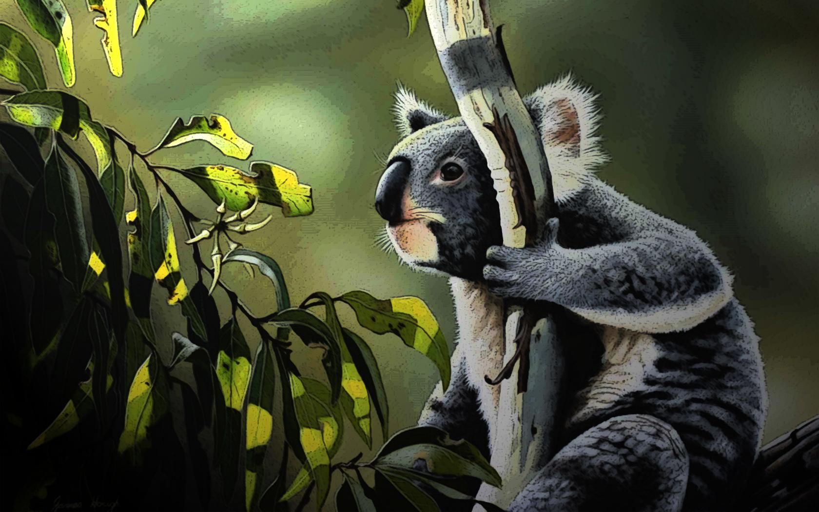 Hanging Out, Koala без смс