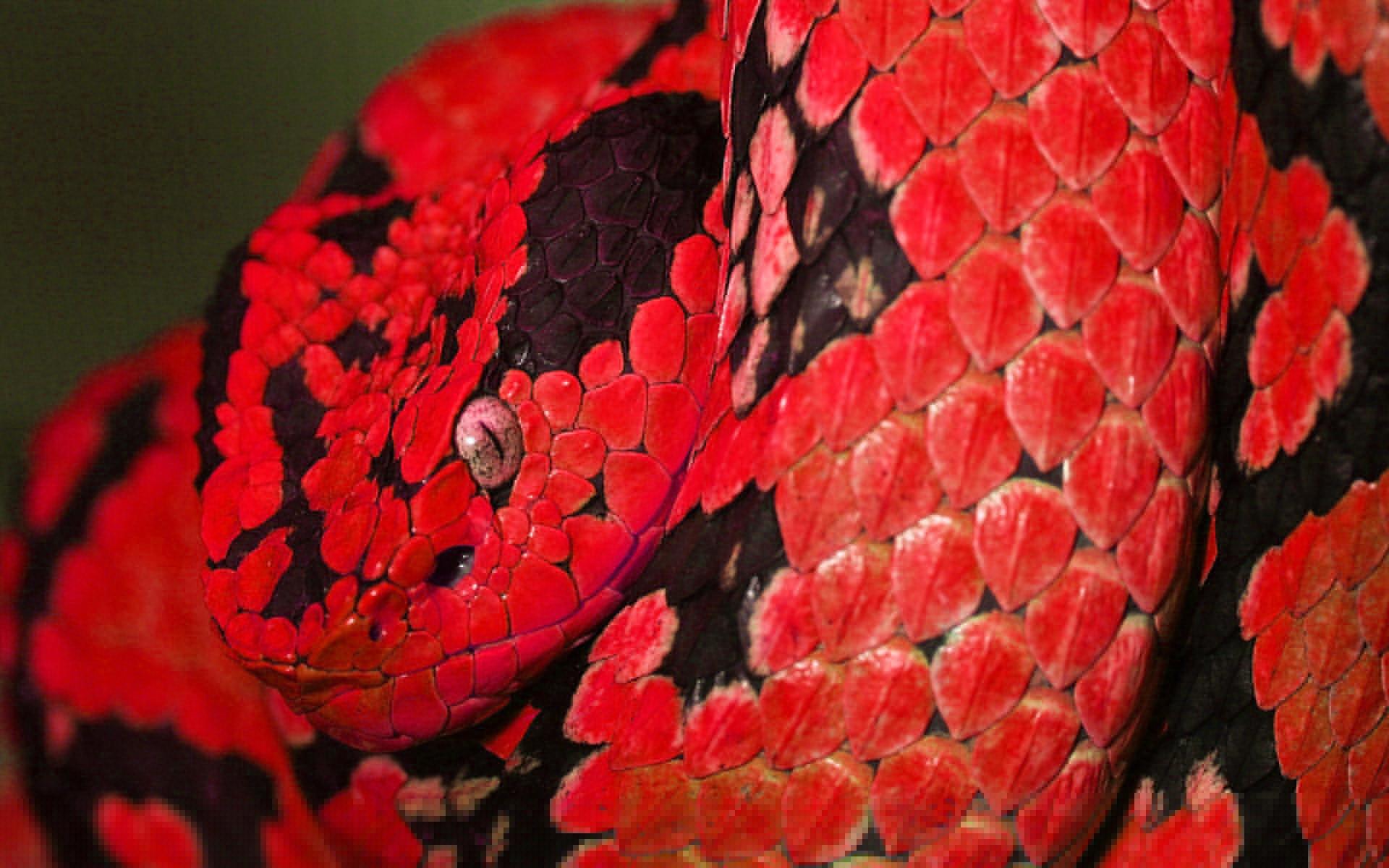Змея красная черная загрузить