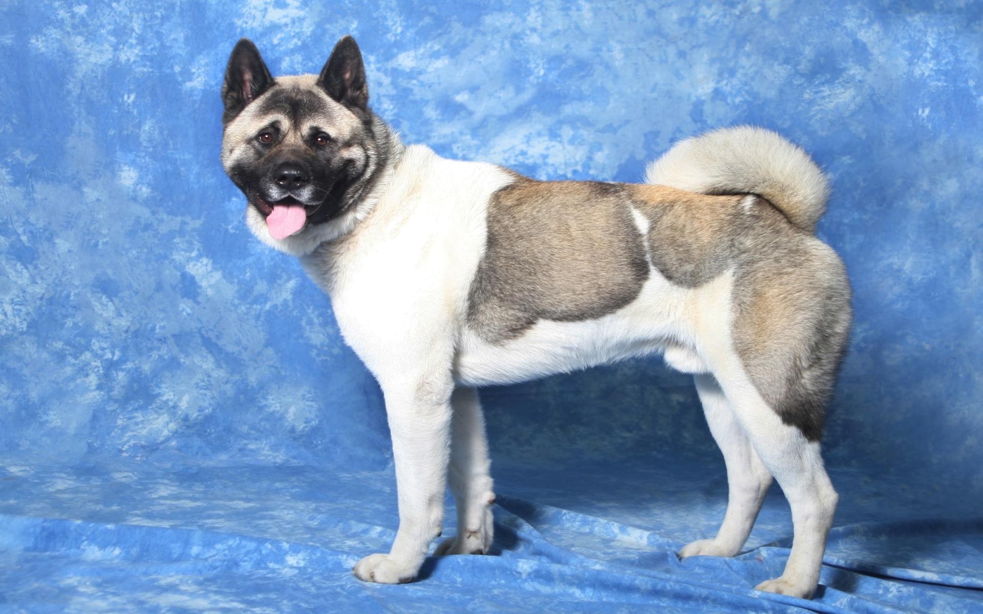 Akita at 640 x 1136 iPhone 5 size wallpapers HD quality