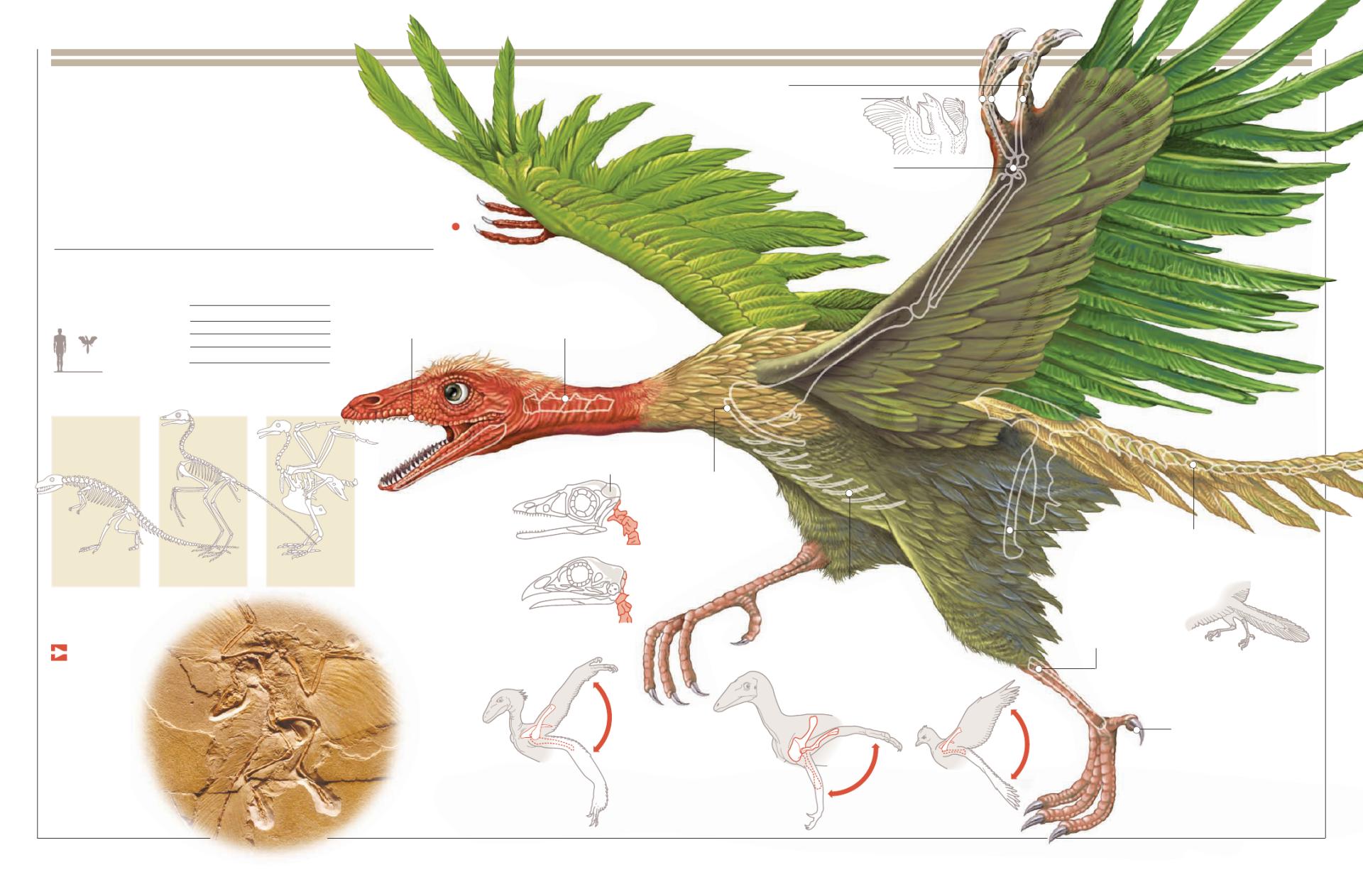 Archaeopteryx at 1280 x 960 size wallpapers HD quality