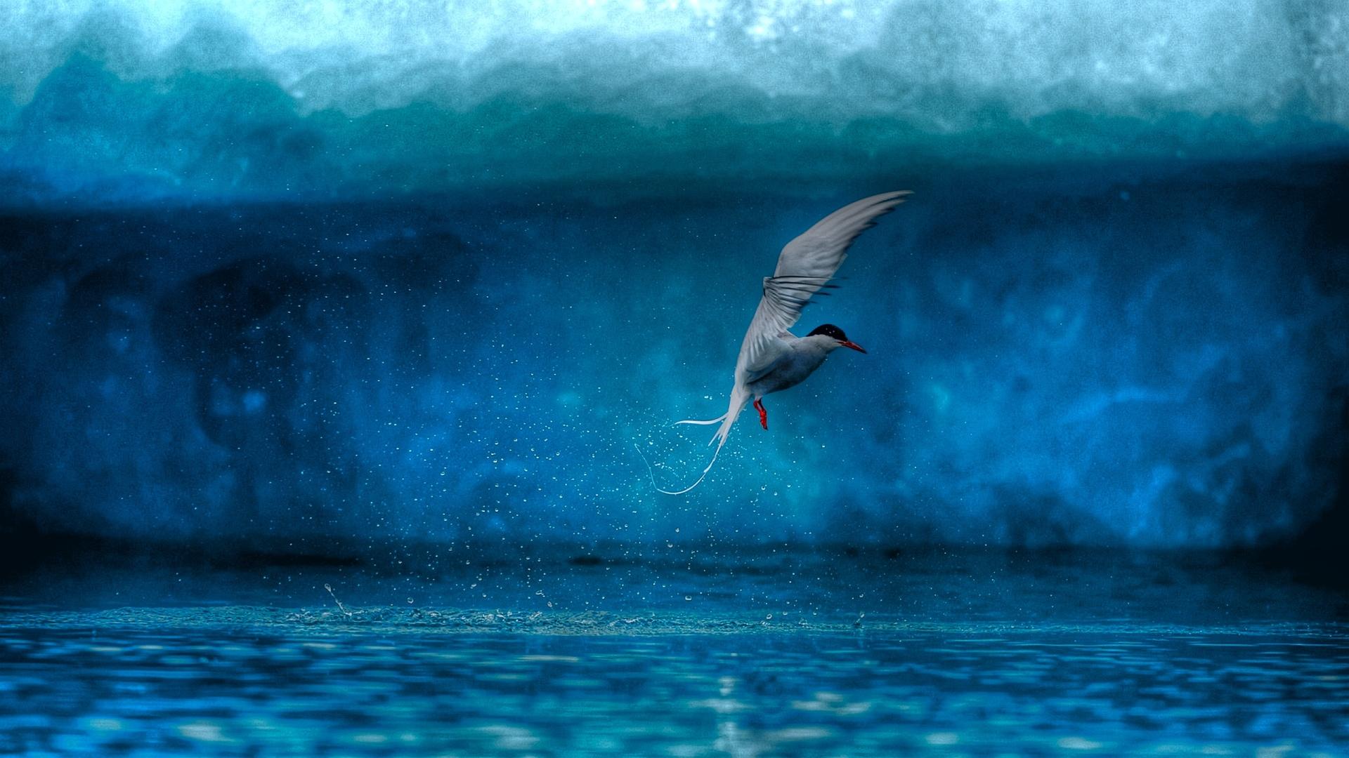Arctic Tern at 2048 x 2048 iPad size wallpapers HD quality
