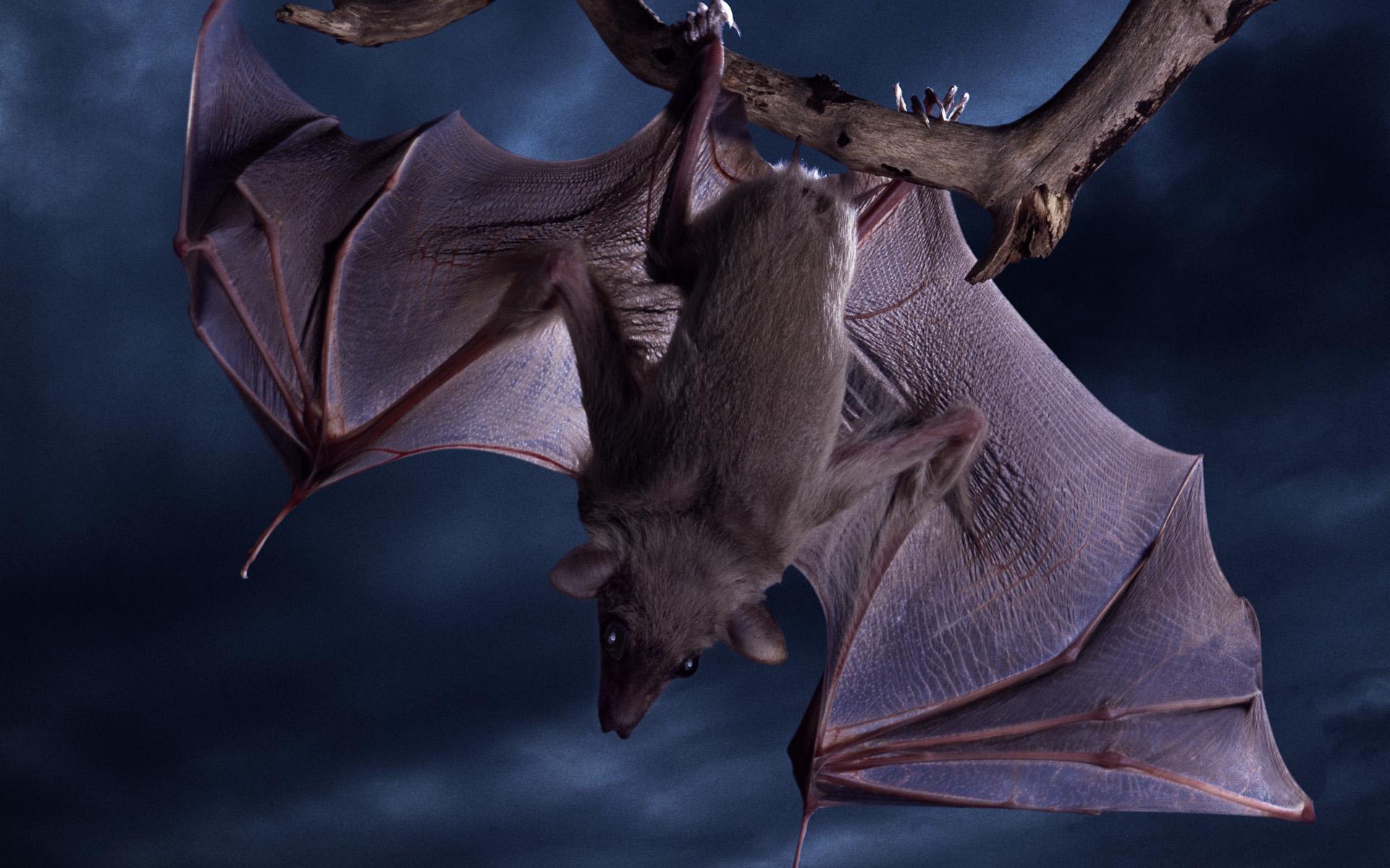 Bat at 1152 x 864 size wallpapers HD quality