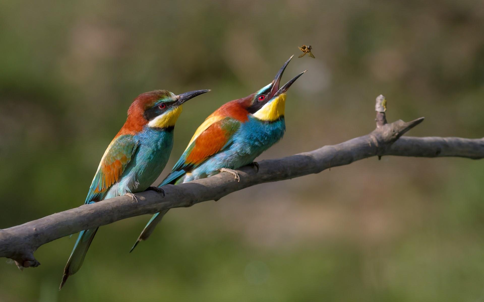 Bee-Eaters at 750 x 1334 iPhone 6 size wallpapers HD quality