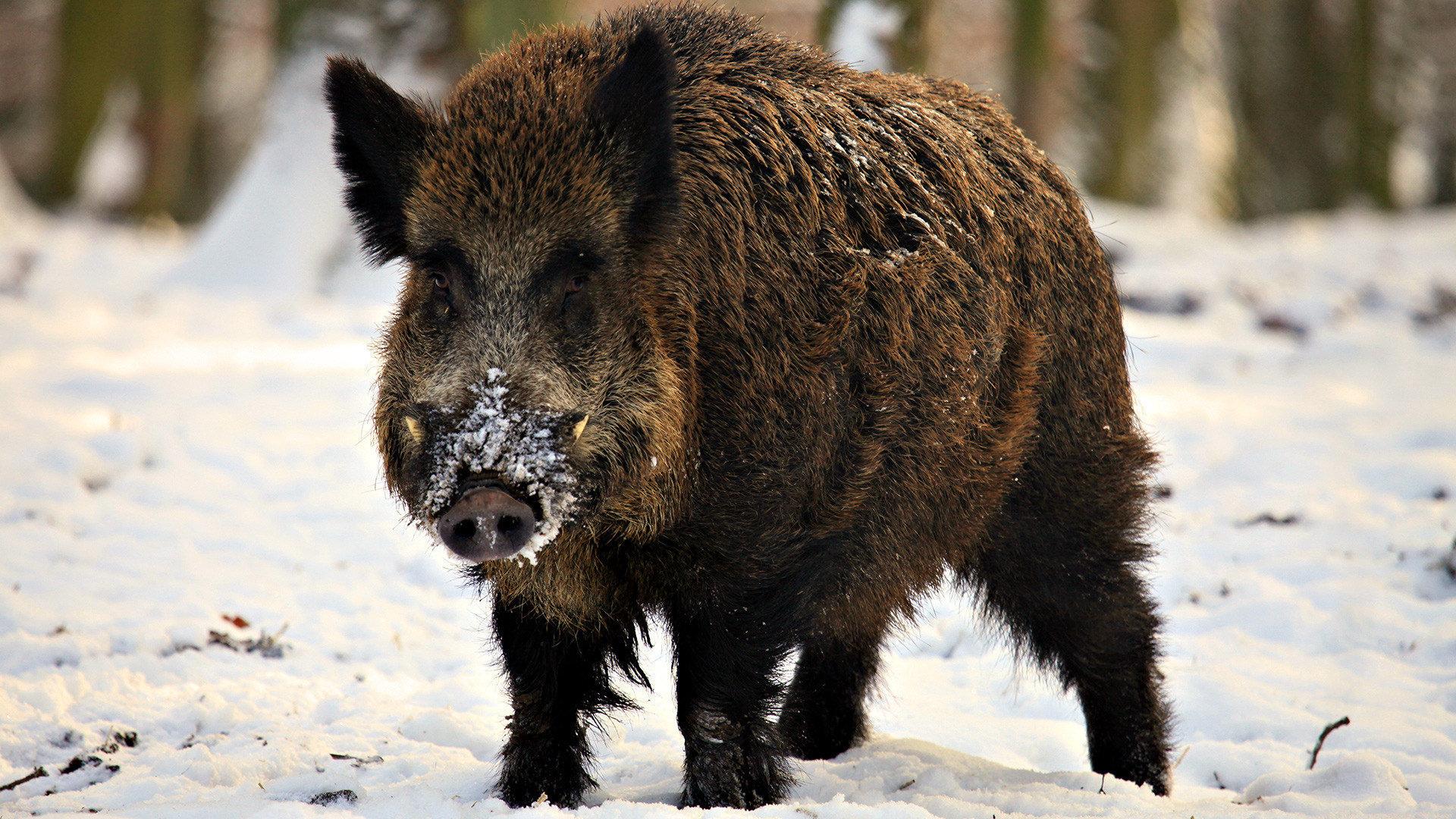 Boar at 1334 x 750 iPhone 7 size wallpapers HD quality