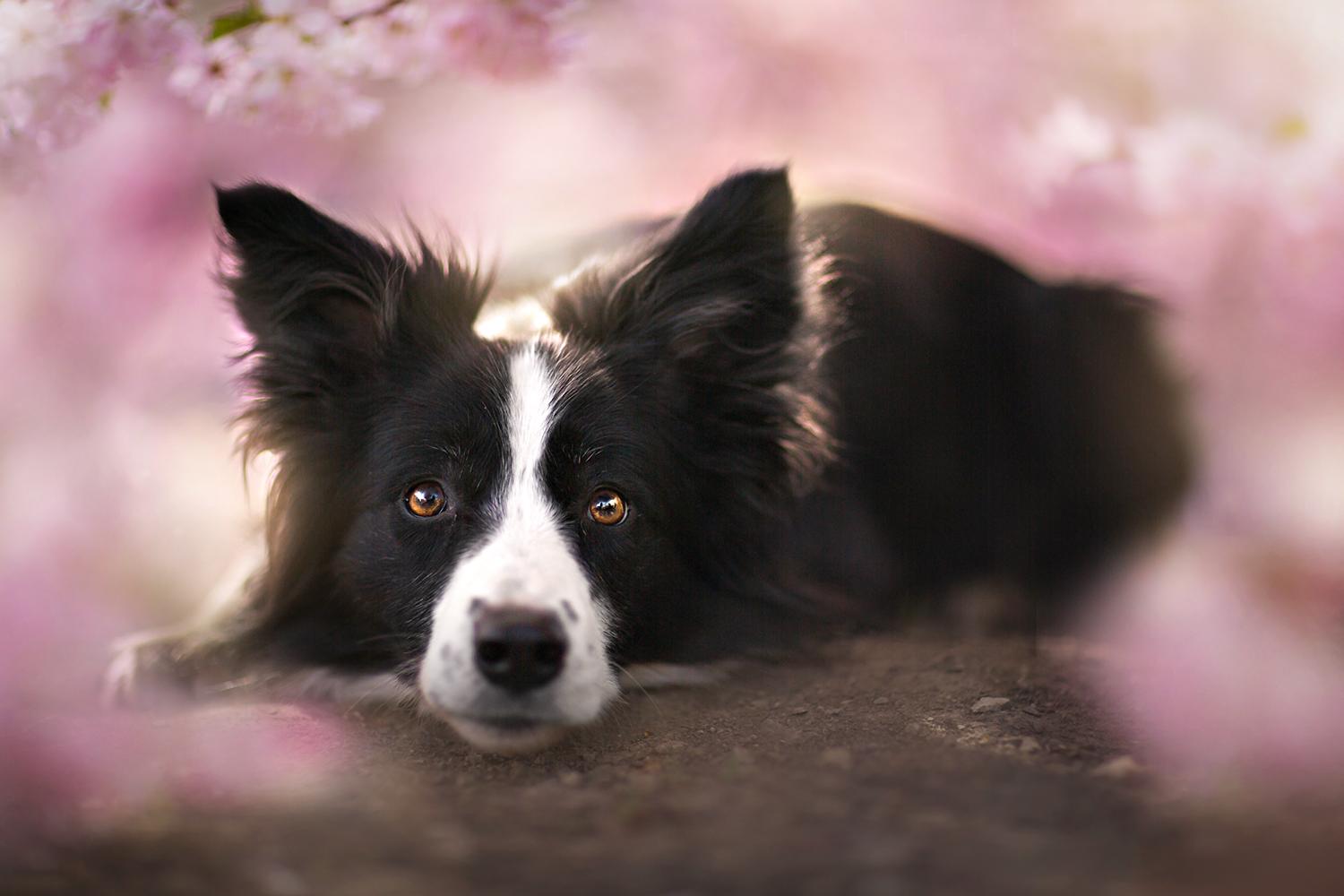 Border Collie at 2048 x 2048 iPad size wallpapers HD quality