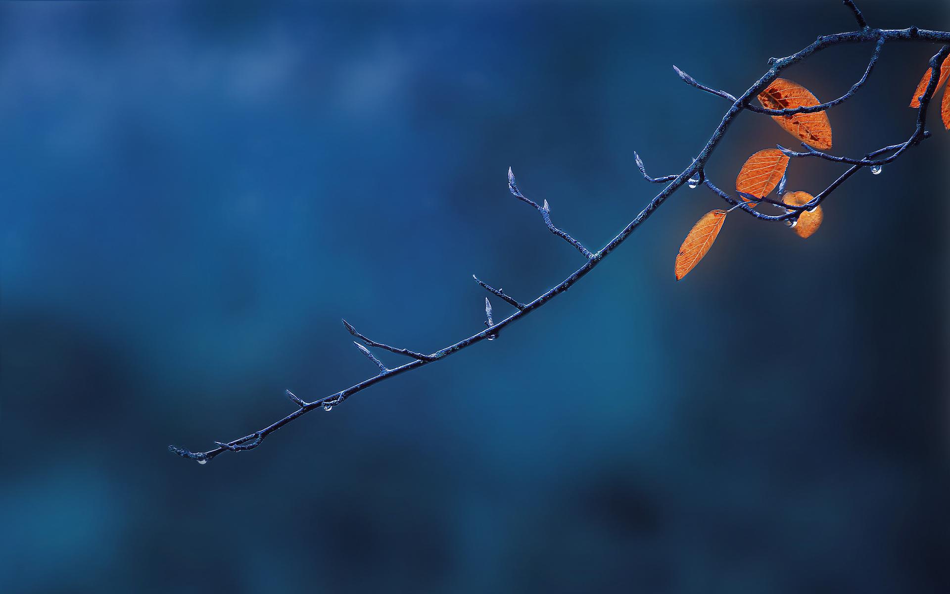 Branch wallpapers HD quality