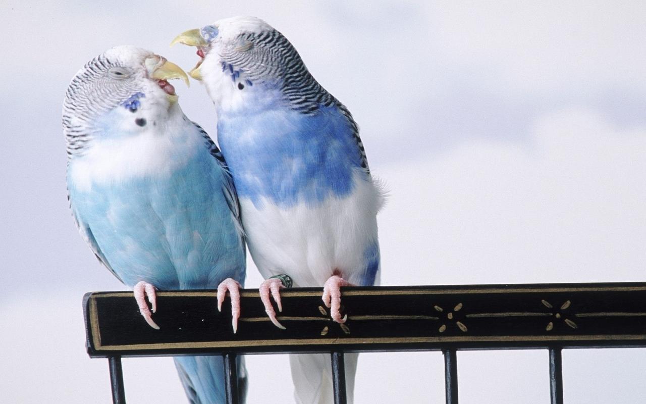 Budgerigar at 1152 x 864 size wallpapers HD quality