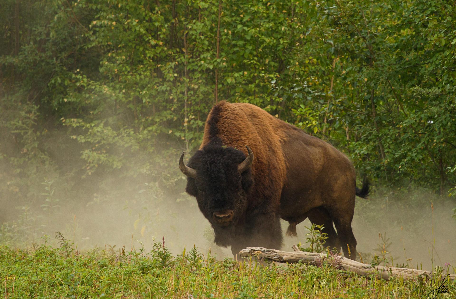Buffalo at 1152 x 864 size wallpapers HD quality