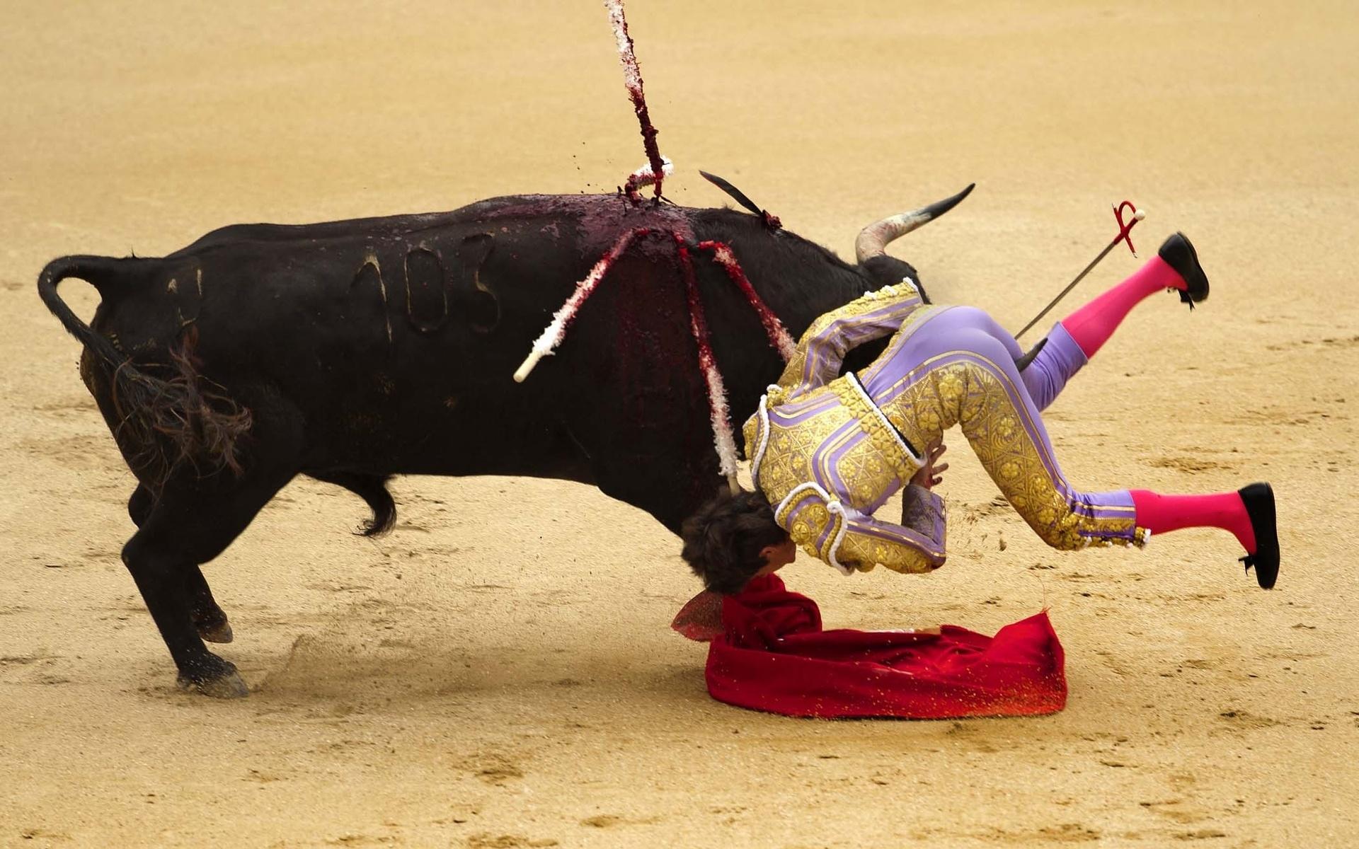 Bullfighting at 1600 x 1200 size wallpapers HD quality