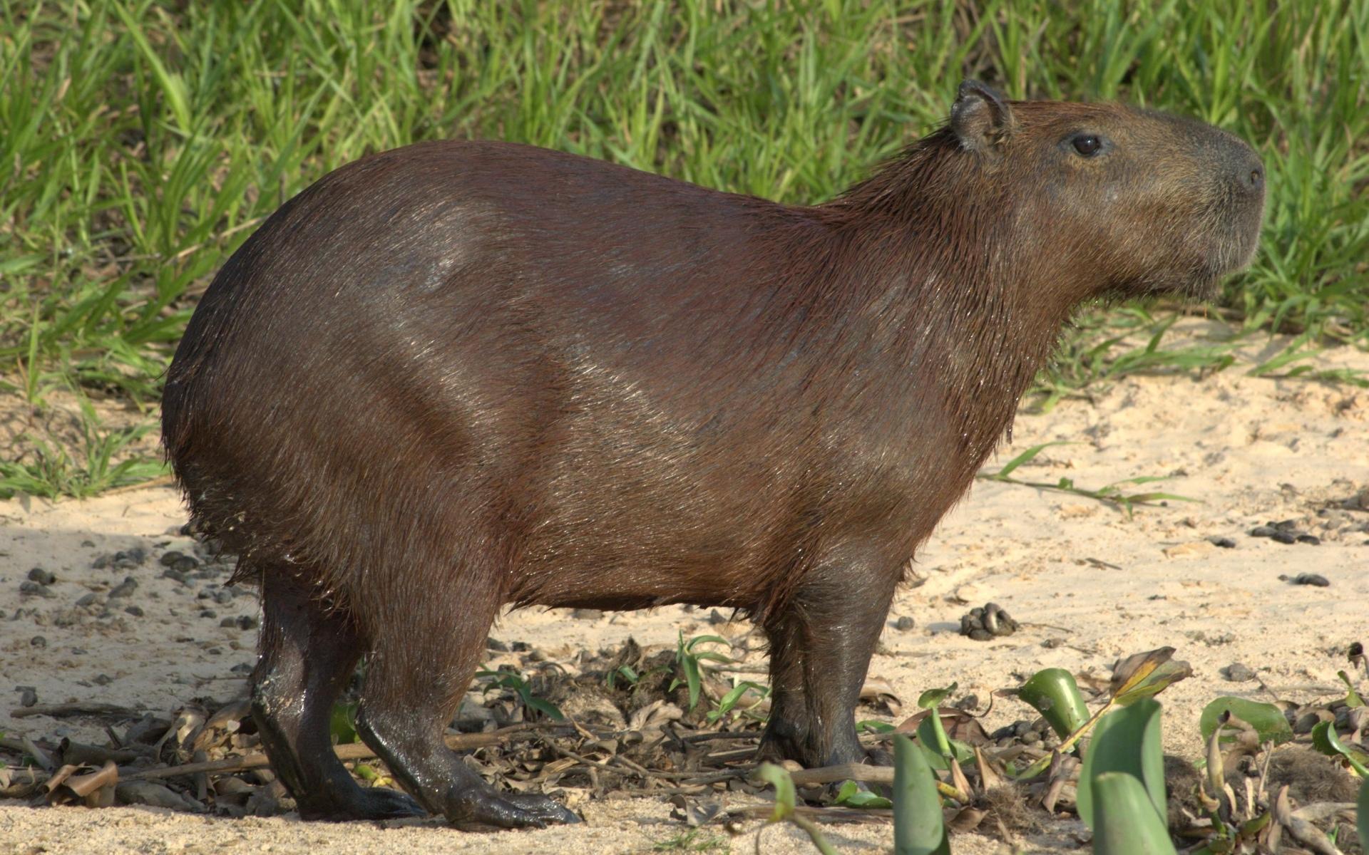 Capybara at 640 x 1136 iPhone 5 size wallpapers HD quality