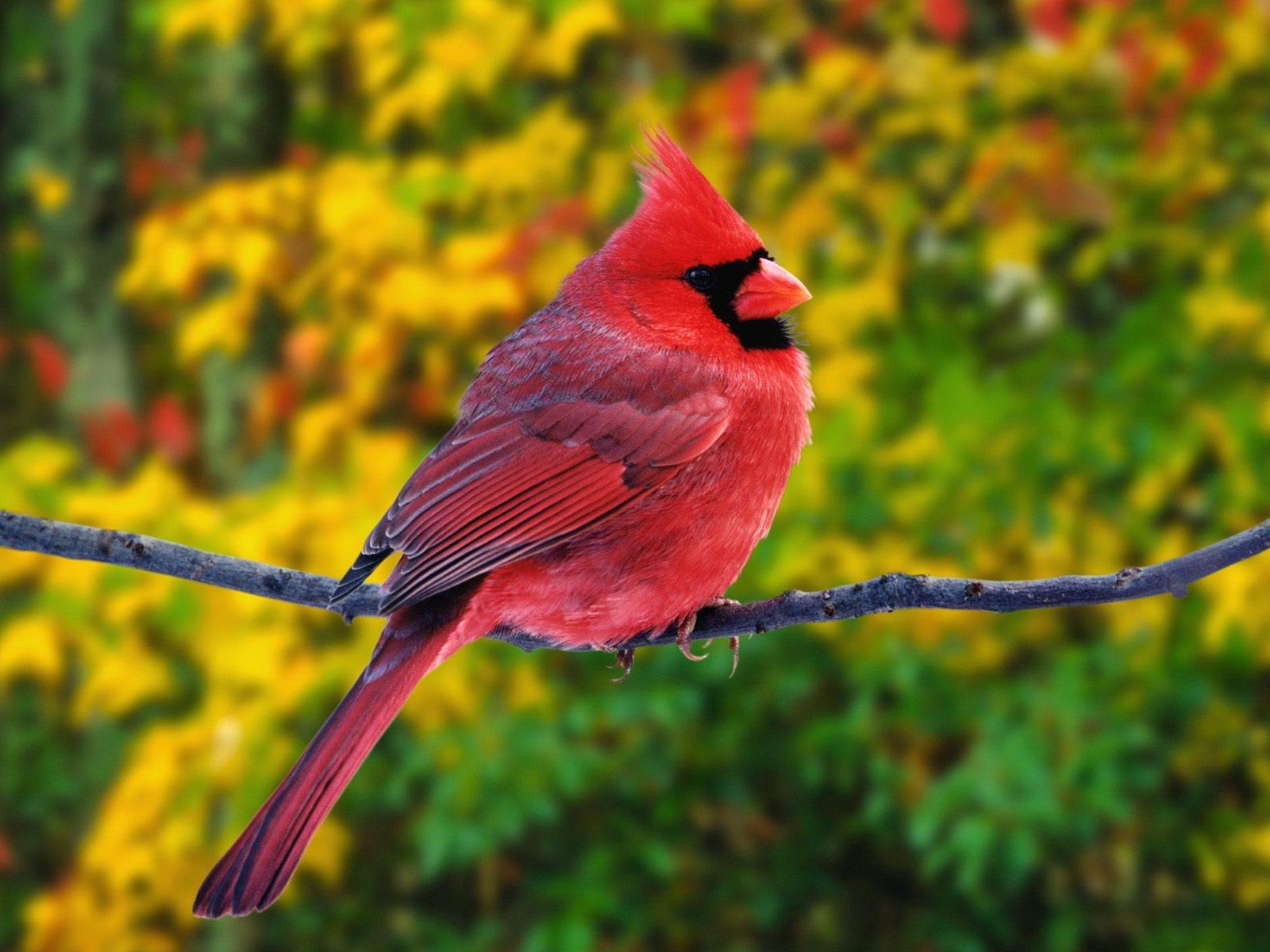 Cardinal at 1334 x 750 iPhone 7 size wallpapers HD quality