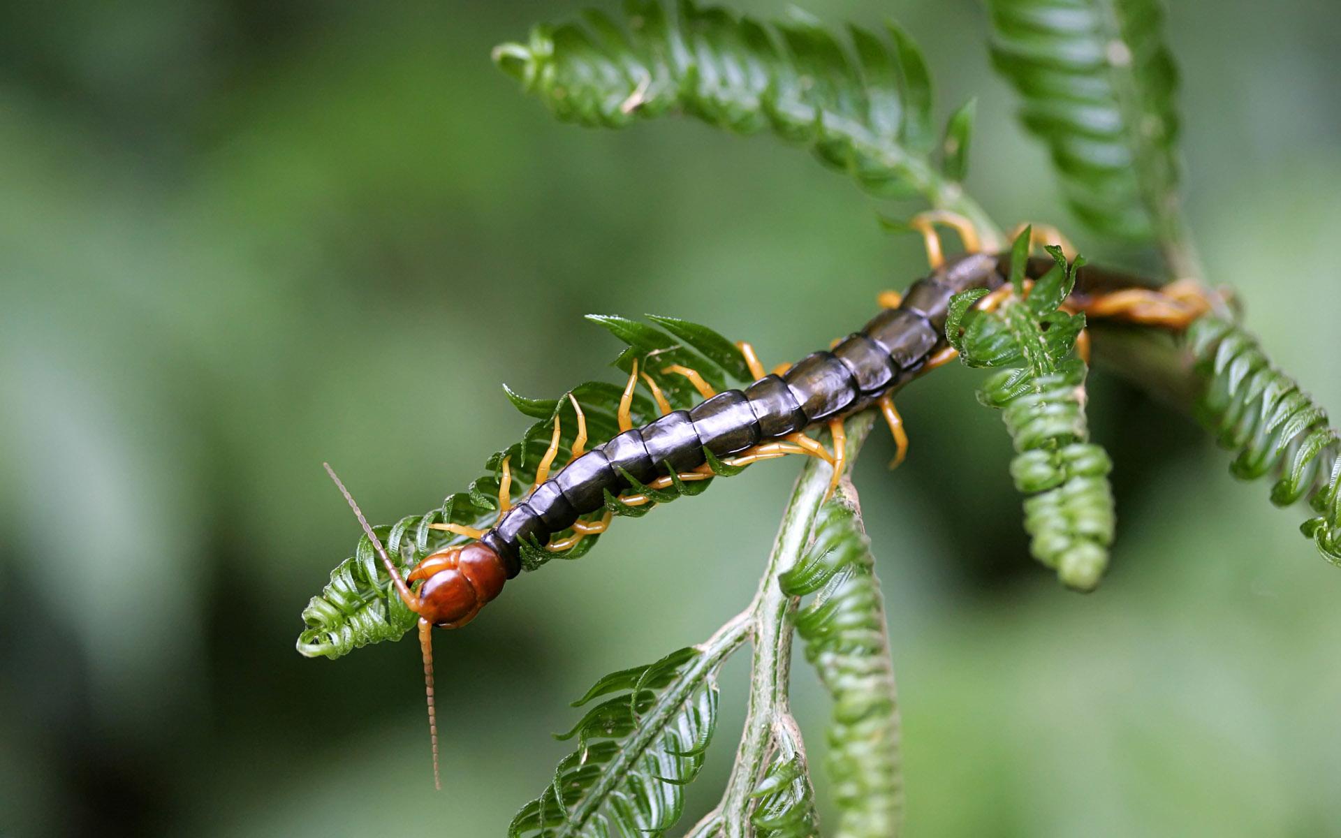 Centipede at 1152 x 864 size wallpapers HD quality