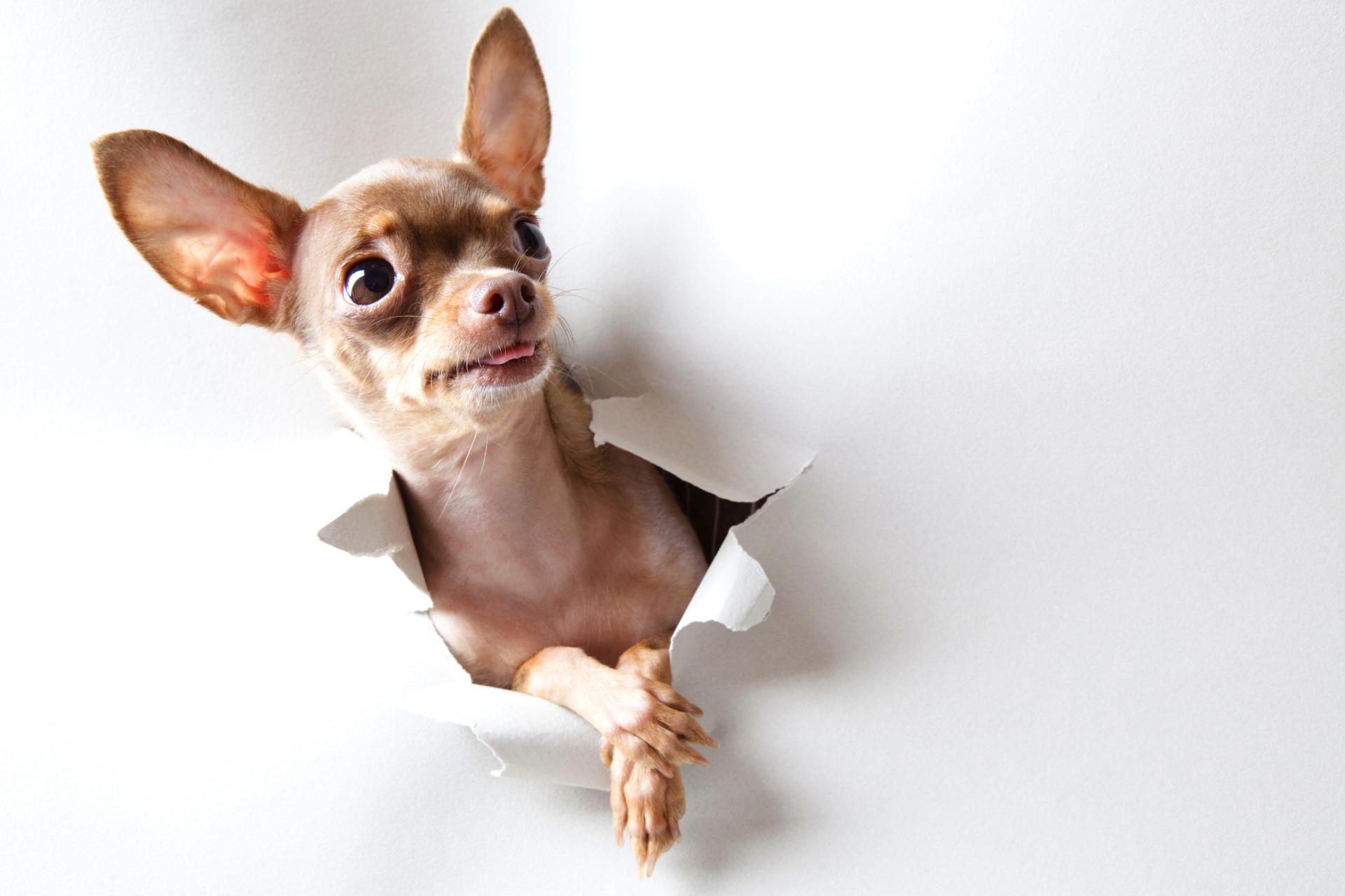 Chihuahua wallpapers HD quality