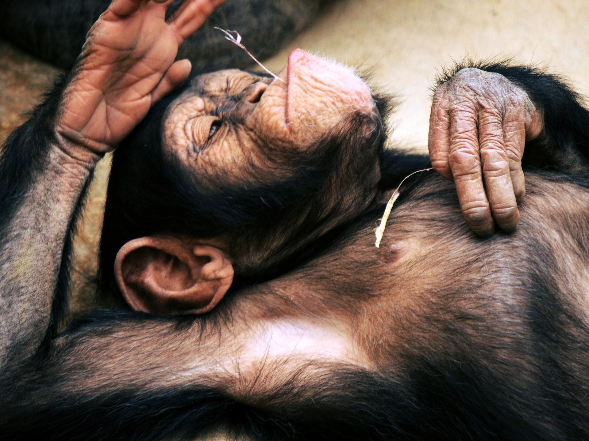 Chimpanzee at 320 x 480 iPhone size wallpapers HD quality