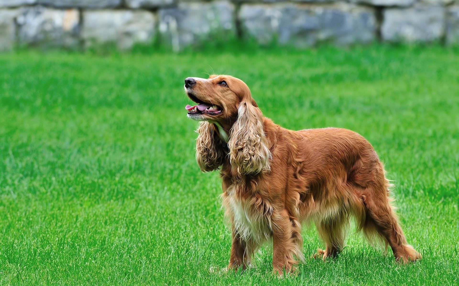 Cocker Spaniel at 1280 x 960 size wallpapers HD quality
