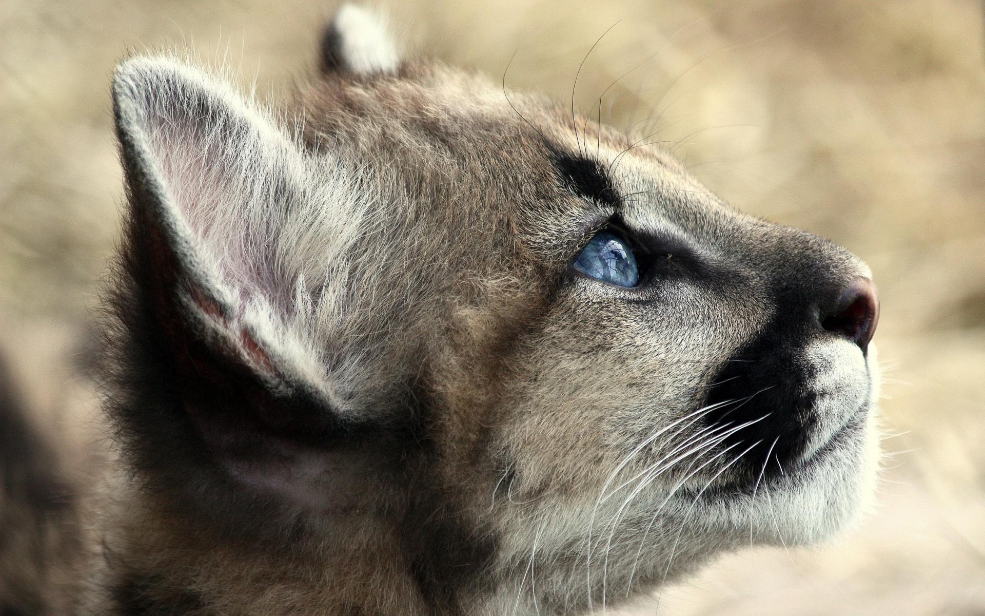Cougar wallpapers HD quality