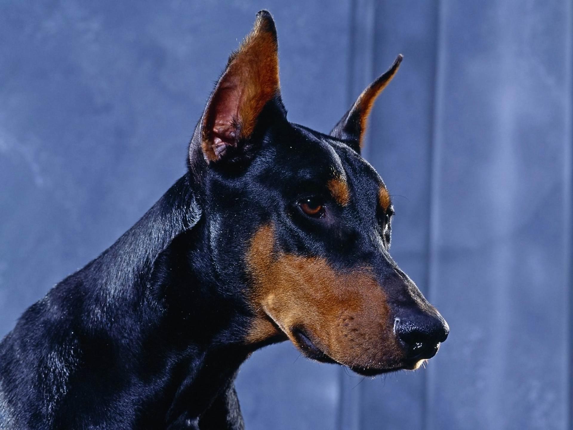 Doberman Pinscher at 750 x 1334 iPhone 6 size wallpapers HD quality