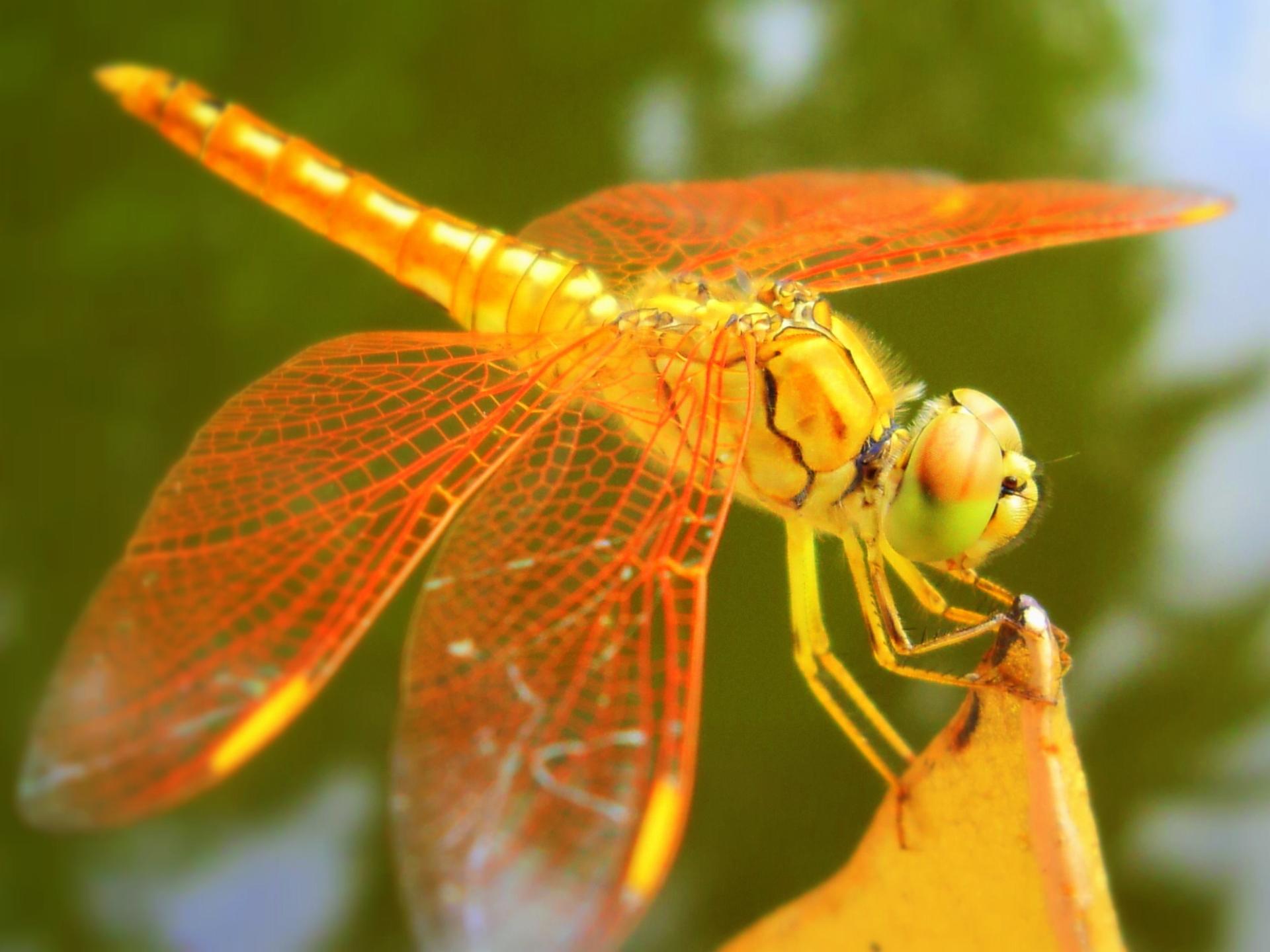 Dragonfly wallpapers HD quality