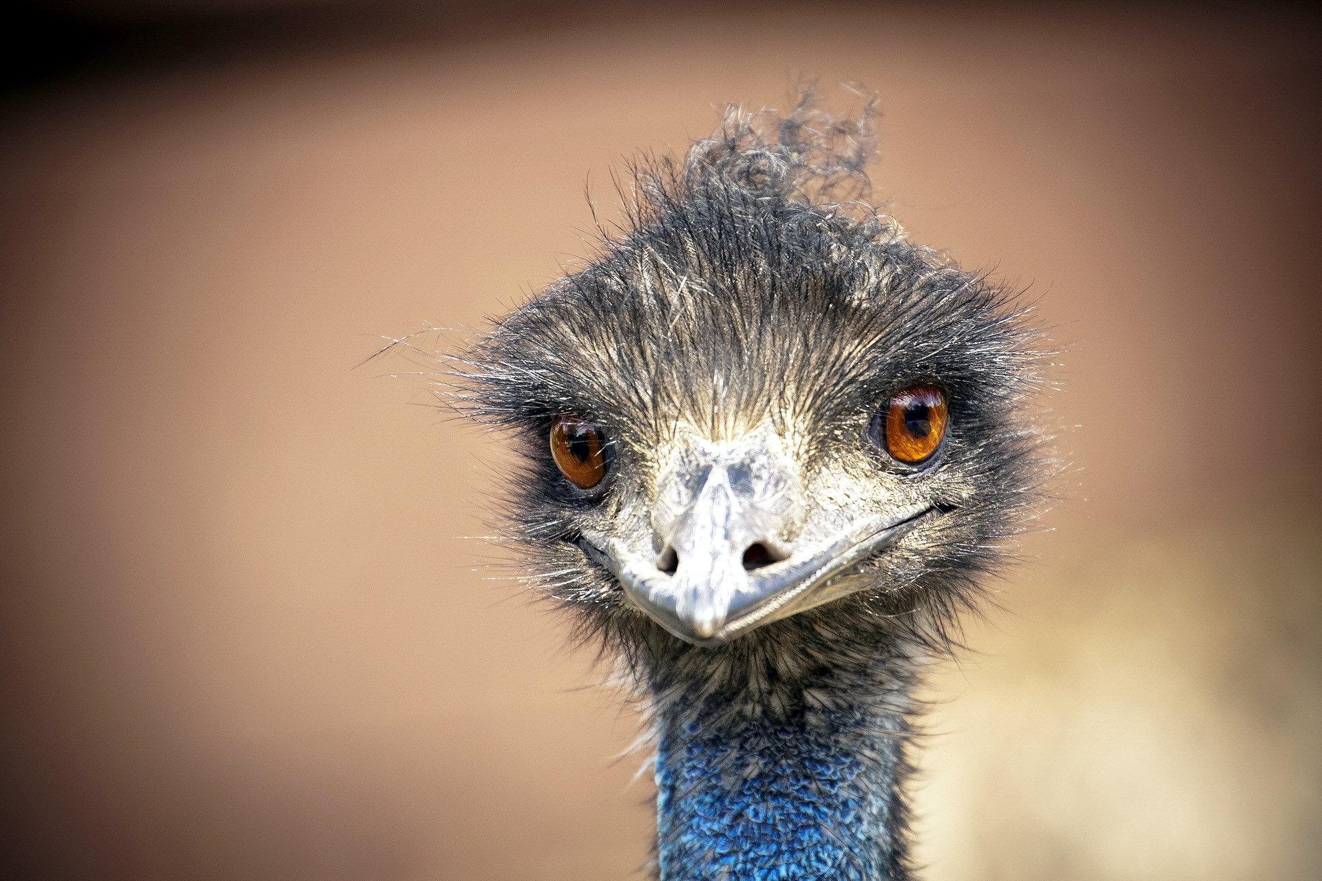 Emu at 1152 x 864 size wallpapers HD quality