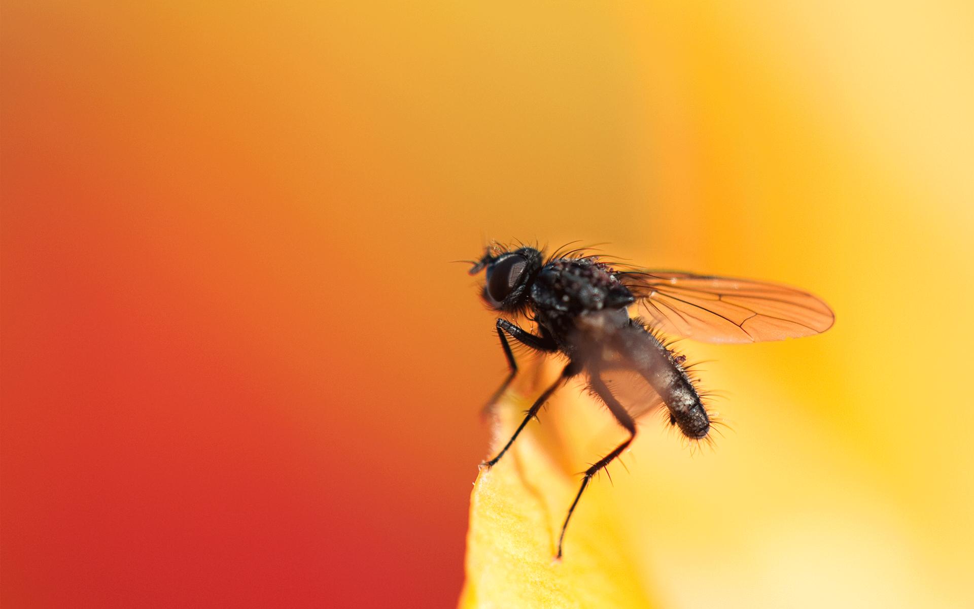 Fly Animals at 750 x 1334 iPhone 6 size wallpapers HD quality